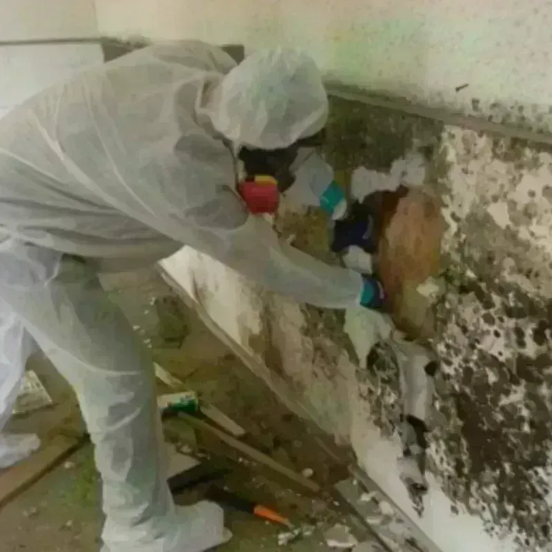 Mold Remediation and Removal in Clinton, LA